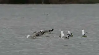 Suspected Herring x Lesser Black-backed Gull hybrid, 1W Yellow-legged Gull + Herring Gulls, 28/1/25