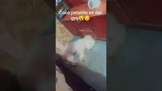 Coco patakho se dar gya😔😮#shortsfeed #shortvideo#youtube #yiutubeshort #dog#animals