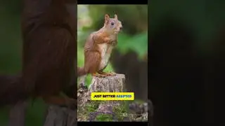Scotland's endangered red squirrel | #wildlife #series