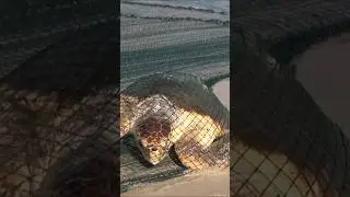 VAE Fujairah Al Agah Beach Fischfang Fischer Fishing Tuna UAE Indischer Ozean