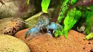 African fan shrimp