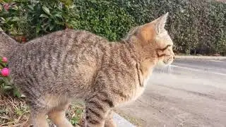 A Sweetest Face with a hurt leg