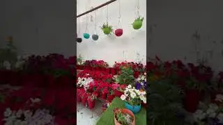 My Flower heaven😍