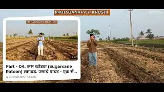 ऊस खोडवा - पहिले खत व्यवस्थापन. 1st Fertilizer dose in Sugarcane ratoon cultivation.