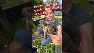 Keeping Greek Marginated tortoises in the UK