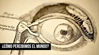 Descubre C&oacute;mo Percibimos el Mundo: Los Secretos de los Sistemas Sensitivos.
