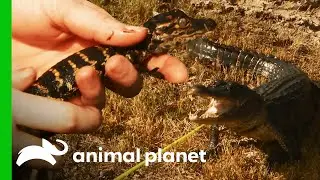 Baby Gator Is Used To Lure Out Mother | Lone Star Law