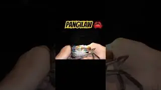 crab hunt /pangilaw sa gabe #hunting #crab #shorts