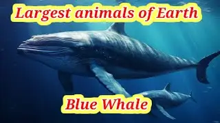 10 intresting facts about Blue Whale 🐋 @factsworld1985