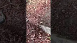 Bait #worms #snake #baby #scary #dirt #digging #animals #nature #backyard #fatherson #fishing #fun