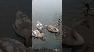 Семейное счастье.