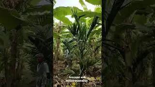 #arecanut #arecanutfarm #arecanutcultivation #banana #bananafarming #fruit #agricalture #karnataka