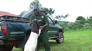 They Didn’t Believe I’d Deliver This Goat Myself… So I Proved Them Wrong!