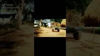 ONGOLE BULL POWER