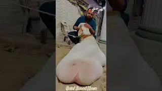 Masha Allah 😍🔥#Dumbalovers #animallover #viral #millions #shok #foryou #shorts