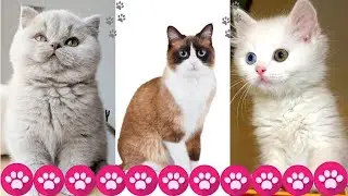 Cute funny kittens and cats | Why Do We Love Cats So Much, You've never seen this type of cat before