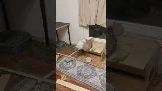 Bunnies eating their morning romaine lettuce in new rabbitat