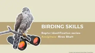 Accipiter Identification in India | By Nirav Bhatt