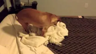 My Dog's Sleep Routine