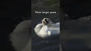 Brown bear VS Polar bear: Who has bigger paws #bears #vs #shorts
