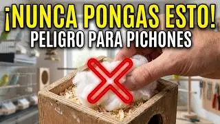 😱NUNCA USES MATERIAL DENTRO DEL NIDO DE TUS PERIQUITOS AUSTRALIANOS😱