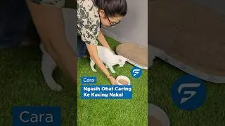 Freshtorials Ep. 7 &mdash; How to Give Deworming Medicine to Cats 🐾