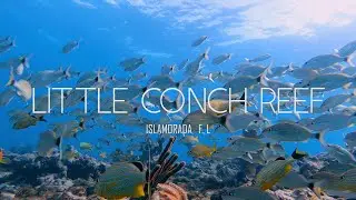 Little Conch Reef/Spanish Lady Reef - Shallow Reef Diving in Islamorada Florida