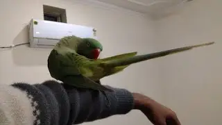 Parrot 