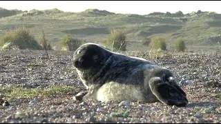 England’s largest grey seal colony - Największa kolonia fok szarych w Anglii