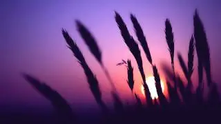 Audial - Silhouette