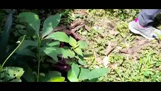 jard&iacute;n xalape&ntilde;o pte3 flor de pato gigante