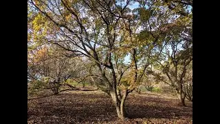 Identify Invasive Trees - Amur maple