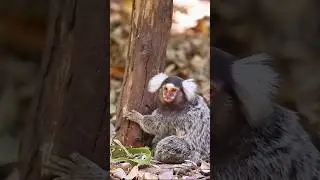 Marmoset monkey in forest #wildlife #shorts