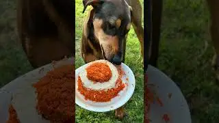 Happy Birthday sweet girl 🎂🥳🎈RubyRoo turns 1 year old 💕🐾 #homemadecake #doberman #gsd #2025
