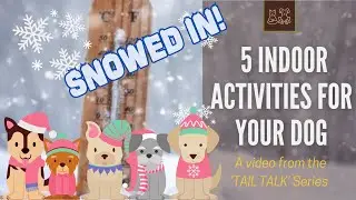 Tail Talk Canine Snowed In Mellow Mammals