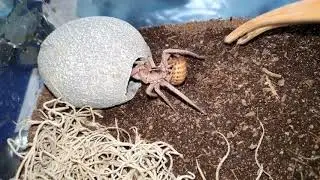 Ctenidae sp. feeding / F&uuml;tterung