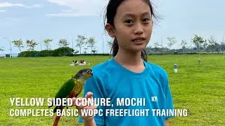 WOPC Member&rsquo;s Yellow Sided Conure Completes Basic Freeflight Training