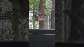 Furry Food Fight
