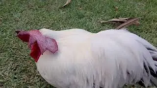 DOEN&Ccedil;A 