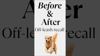 Off leash recall training (Always Unleashed Pet Resort)