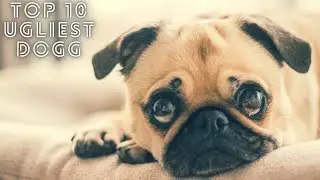 10 ugliest dogs.