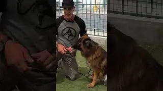Bruno was Dumped in the Shelter when his Owner Moved #adoptme #germanshepherd #shelterdog #dog