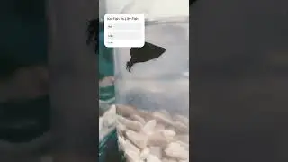 koi Fish vs Lilly Fish