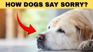 6 Secret Ways Dogs Apologize Most Owners Miss This!