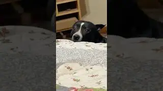 Sleep? My Dog Said No