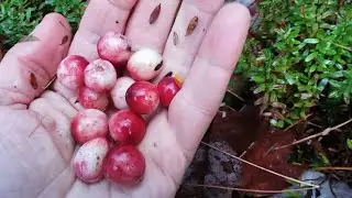 Foraging Wild Cranberries