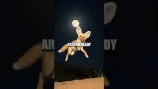 Meet the Fantastic Fennec Fox!