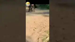 Horse kick duck #xakaas plz subscribe us