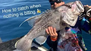 #lurefishing #jigging #snapper Big Dhufish Lure test & review