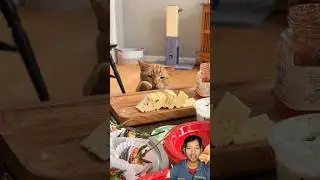 Greedy Cats vs Food | Funny Cat Moments 😂🐾😹  #greedycat #funnycats #catshorts